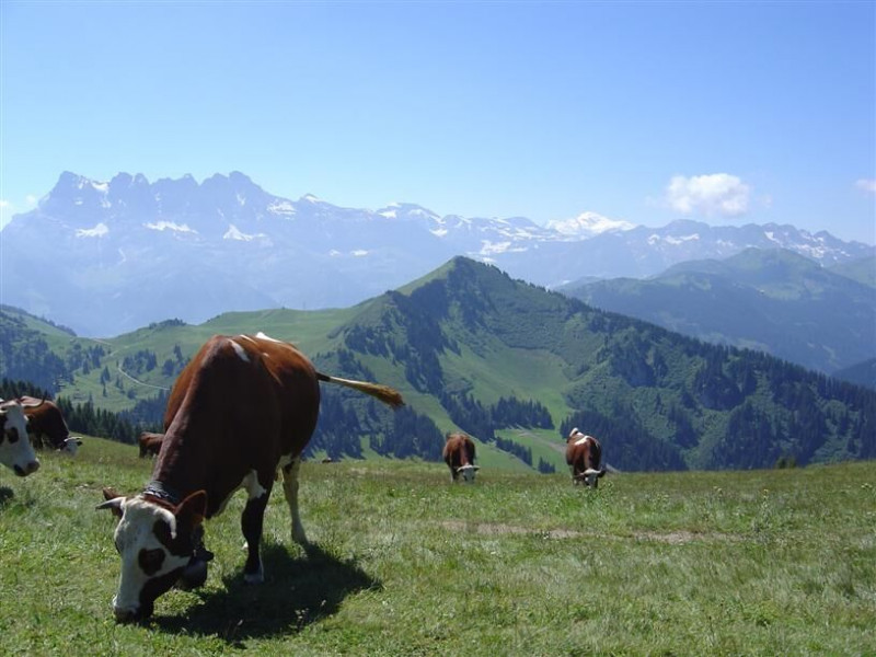 Trail du Tenne - Châtel