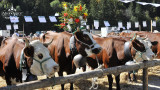 Concours de vaches Abondance