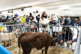 La Fête des Agriculteurs - Charivari