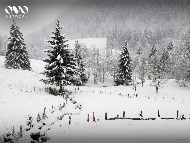 Sapin sous la neige